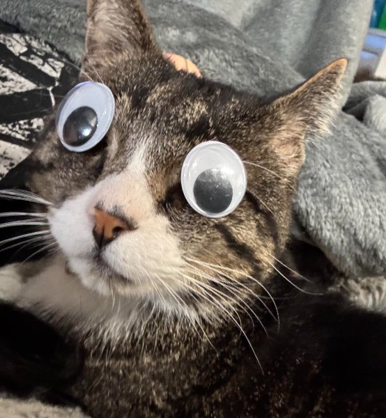 Memes For Cats Lovers (30 pics)