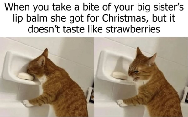 Random Memes (20 pics)
