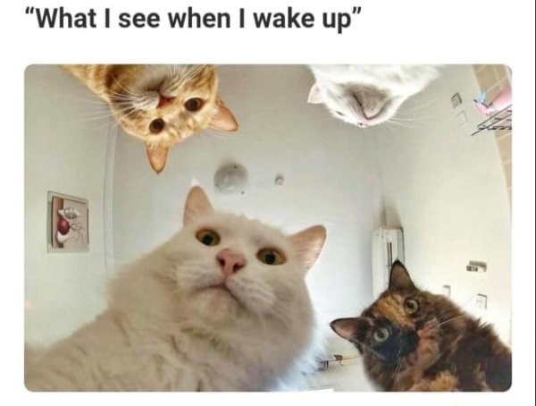 Memes For Cats Lovers (30 pics)