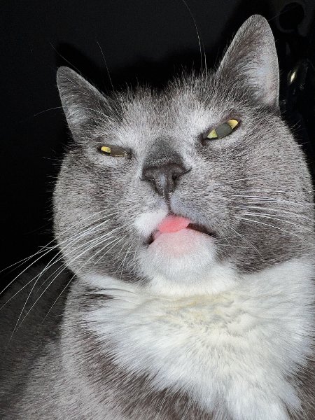 Memes For Cats Lovers (30 pics)
