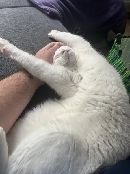 Memes For Cats Lovers (30 pics)