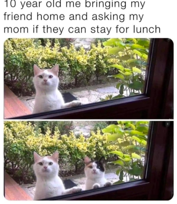 Memes For Cats Lovers (30 pics)