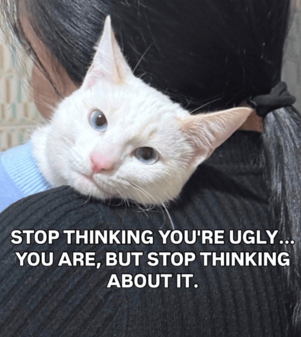 Memes For Cats Lovers (30 pics)