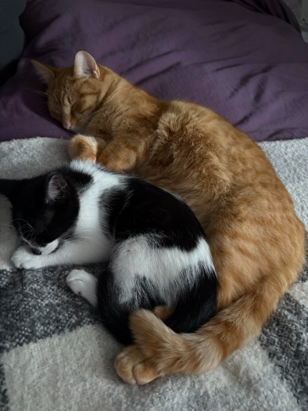 Memes For Cats Lovers (30 pics)