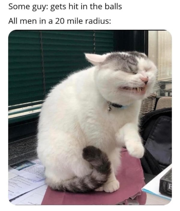 Memes For Cats Lovers (30 pics)