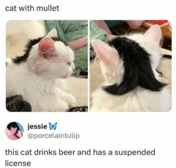 Memes For Cats Lovers (30 pics)