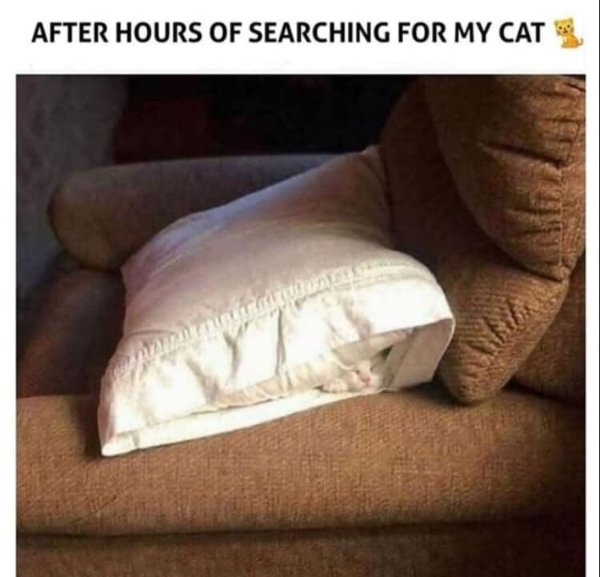 Memes For Cats Lovers (30 pics)