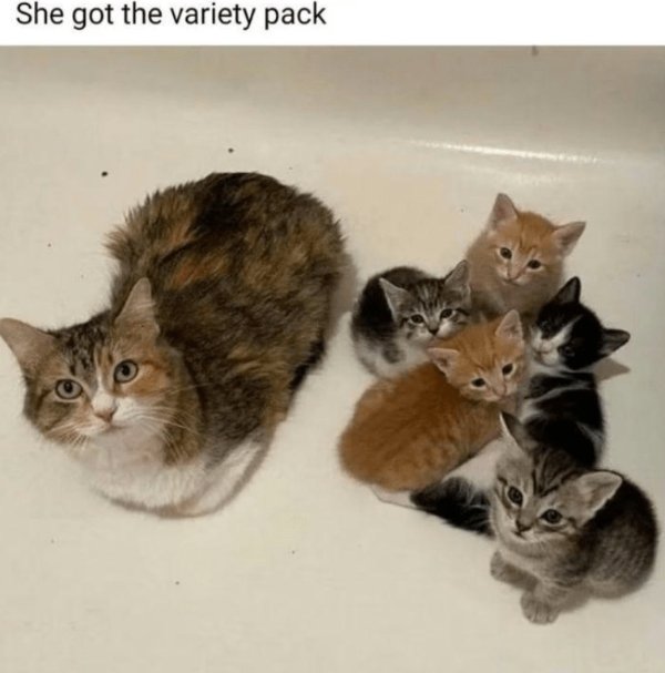 Memes For Cats Lovers (30 pics)