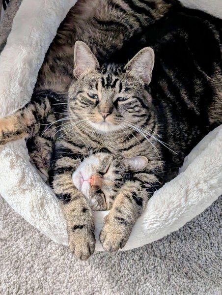 Memes For Cats Lovers (30 pics)