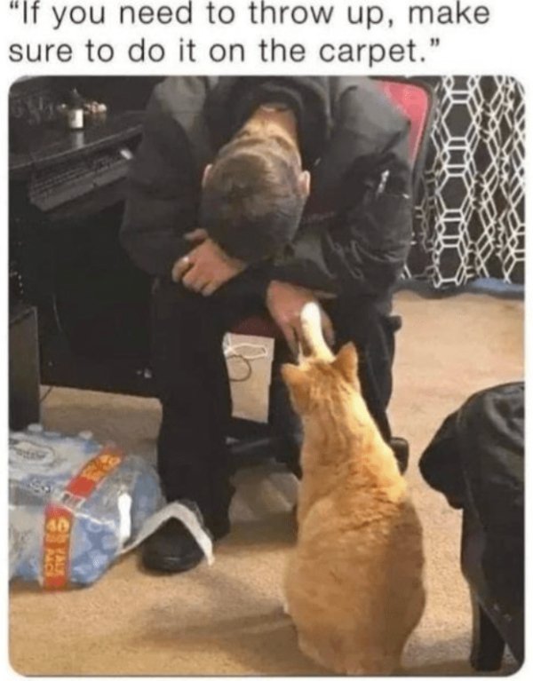 Memes For Cats Lovers (30 pics)