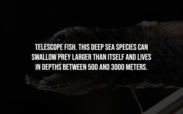 Creepy Facts (14 pics)