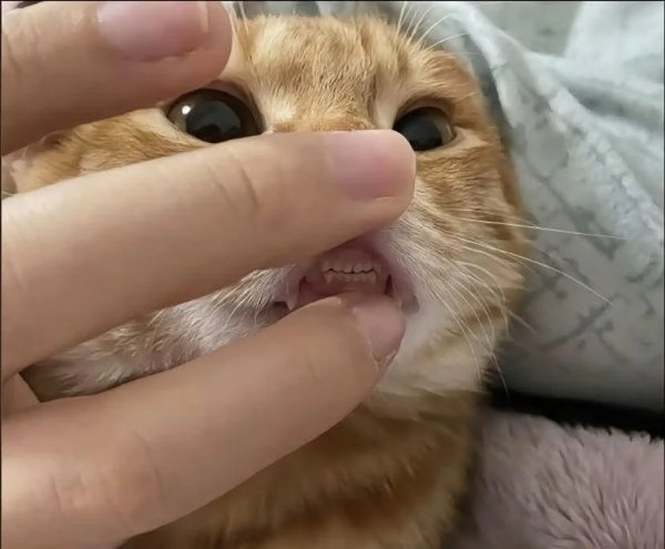 What Is Going On Here? (42 pics)