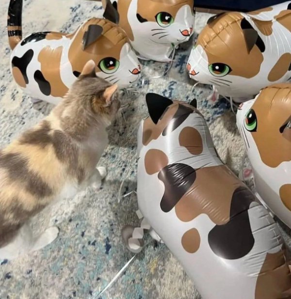 What Is Going On Here? (42 pics)