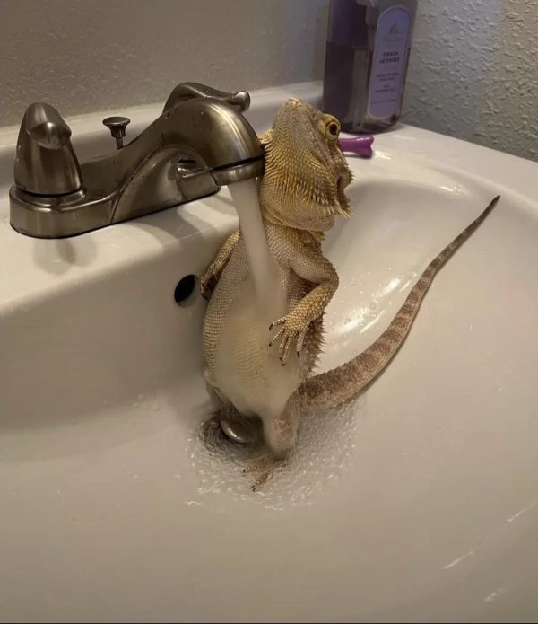 What Is Going On Here? (42 pics)