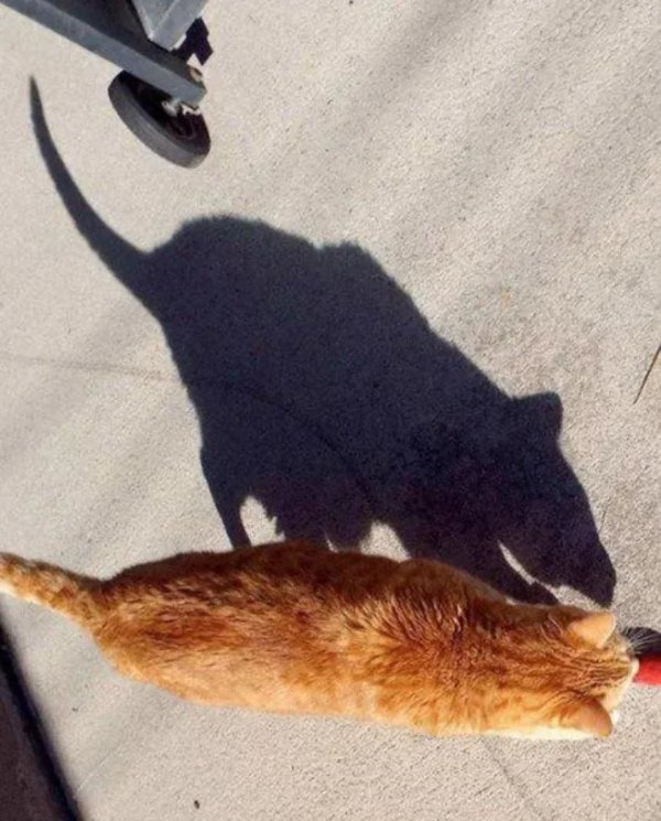 What Is Going On Here? (42 pics)