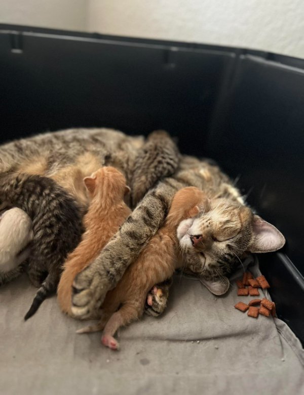 Memes And Photos For Cats Lovers (28 pics) Memes And Photos For Cats Lovers (28 pics)