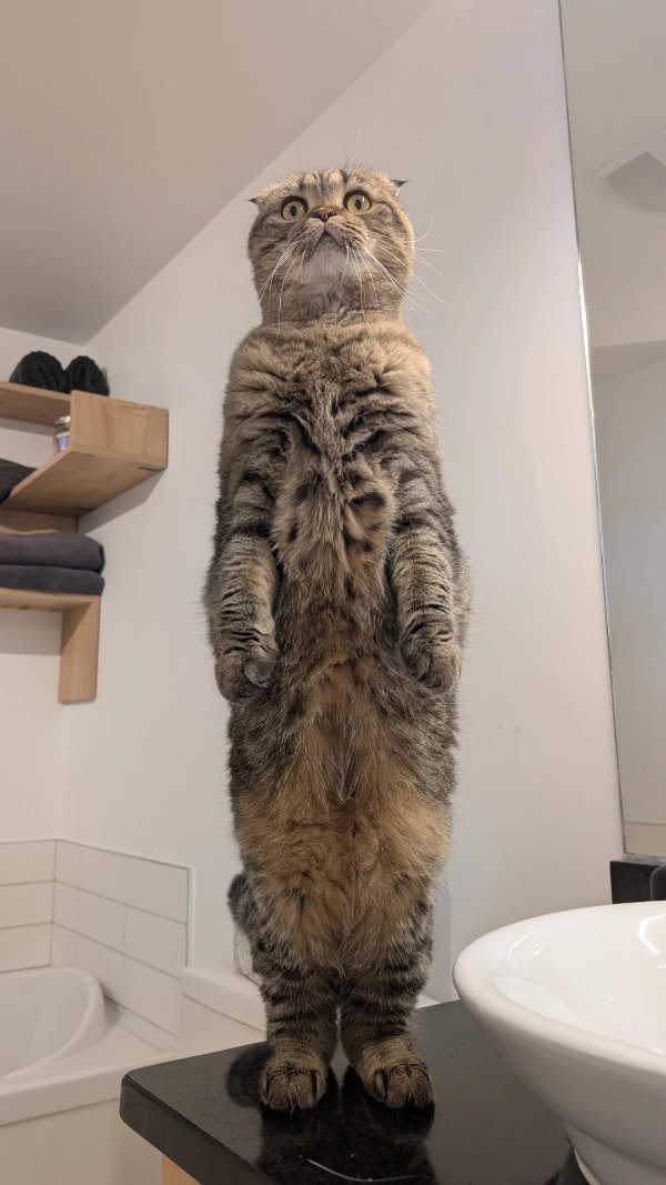 Memes And Photos For Cats Lovers (28 pics) Memes And Photos For Cats Lovers (28 pics)