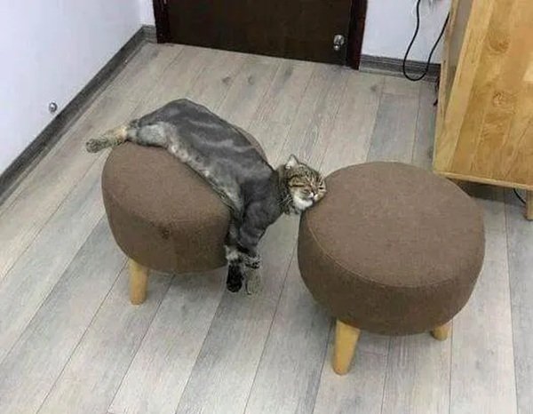 Memes And Photos For Cats Lovers (28 pics) Memes And Photos For Cats Lovers (28 pics)