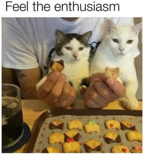 Memes And Photos For Cats Lovers (28 pics) Memes And Photos For Cats Lovers (28 pics)