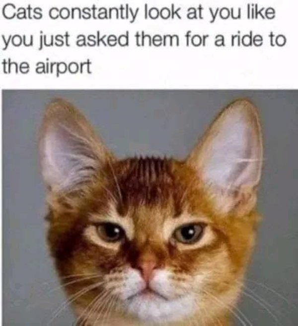 Memes And Photos For Cats Lovers (28 pics) Memes And Photos For Cats Lovers (28 pics)