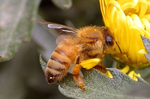 Interesting Facts (17 pics)