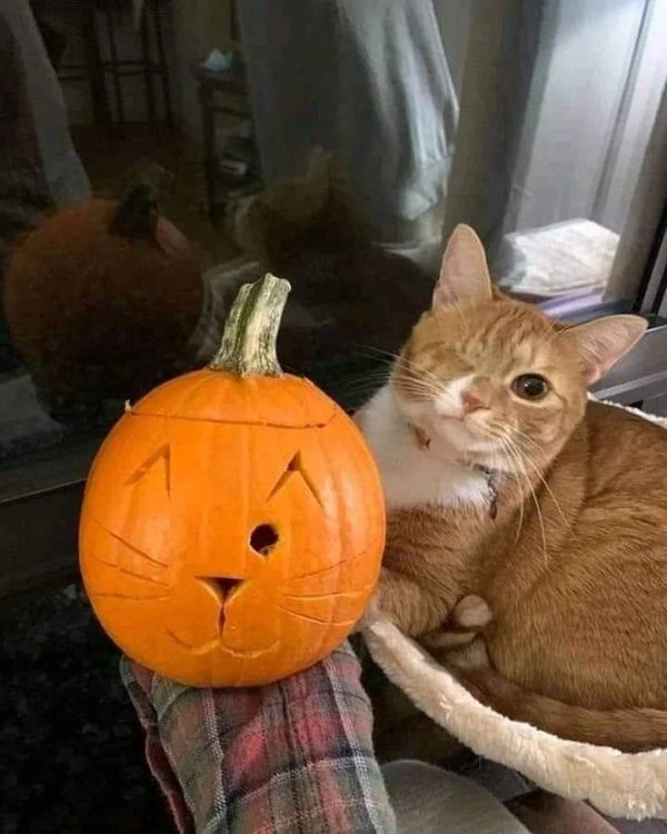 Memes And Photos For Cats Lovers (28 pics) Memes And Photos For Cats Lovers (28 pics)