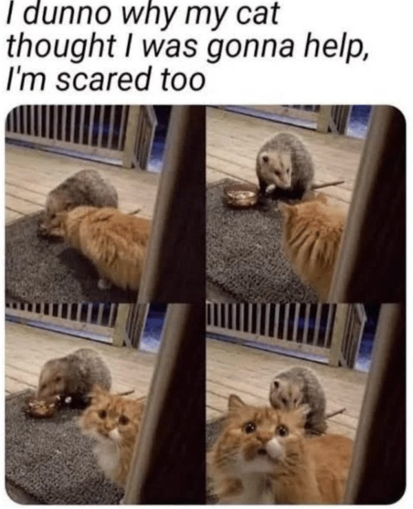 Memes And Photos For Cats Lovers (28 pics) Memes And Photos For Cats Lovers (28 pics)