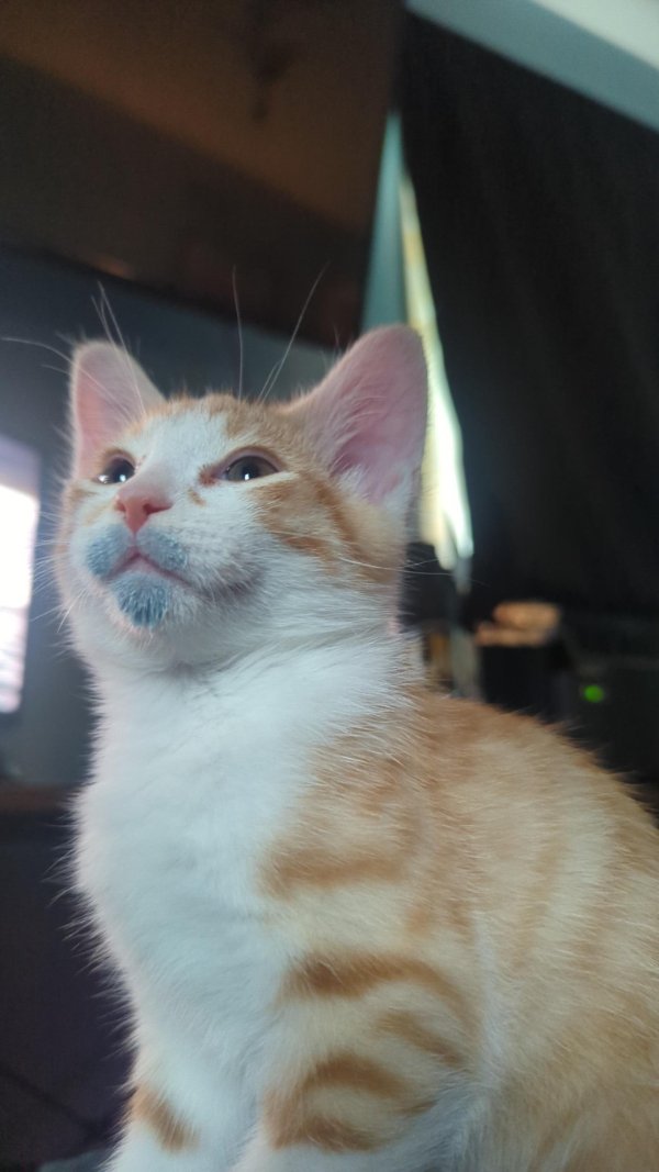 Memes And Photos For Cats Lovers (28 pics) Memes And Photos For Cats Lovers (28 pics)
