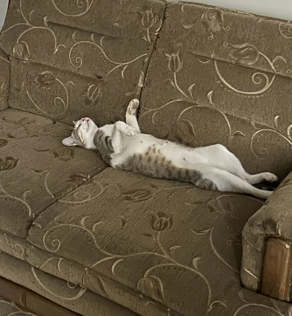 Memes And Photos For Cats Lovers (28 pics) Memes And Photos For Cats Lovers (28 pics)