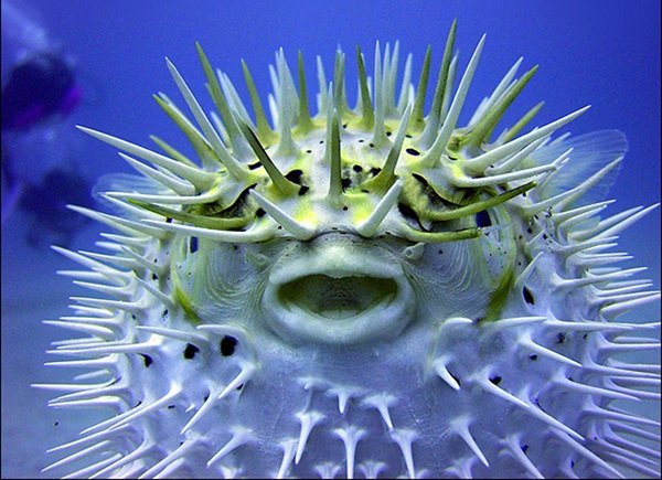 Interesting Facts (17 pics)