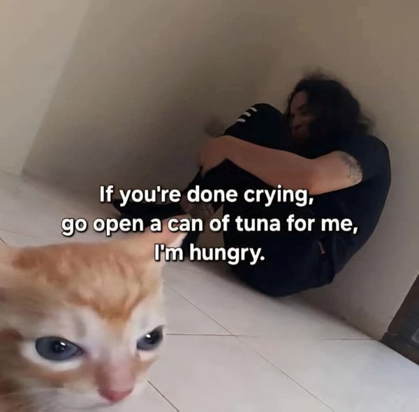 Memes And Photos For Cats Lovers (28 pics) Memes And Photos For Cats Lovers (28 pics)