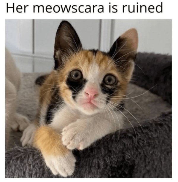 Memes And Photos For Cats Lovers (28 pics) Memes And Photos For Cats Lovers (28 pics)