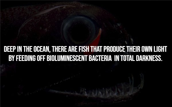 Creepy Facts (15 pics) Creepy Facts (15 pics)