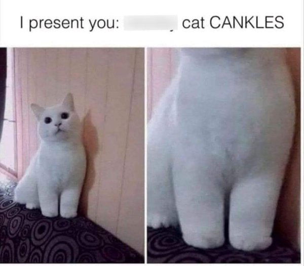 Memes And Photos For Cats Lovers (28 pics) Memes And Photos For Cats Lovers (28 pics)