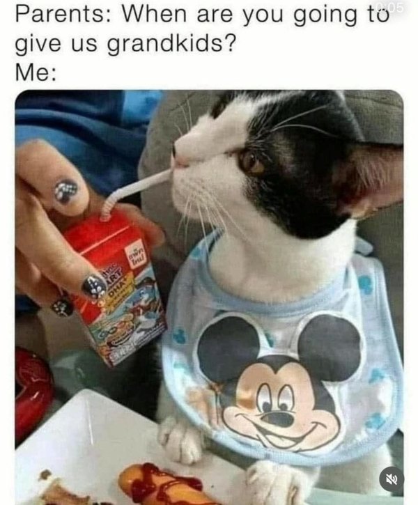 Memes And Photos For Cats Lovers (28 pics) Memes And Photos For Cats Lovers (28 pics)