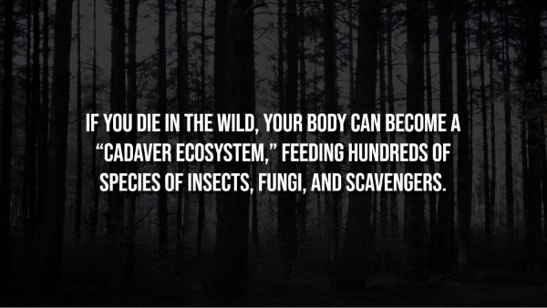 Creepy Facts (15 pics) Creepy Facts (15 pics)