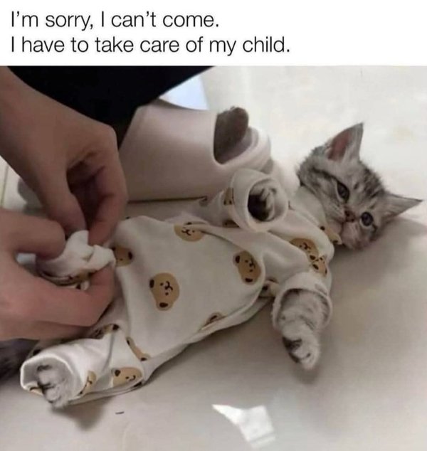 Memes And Photos For Cats Lovers (28 pics) Memes And Photos For Cats Lovers (28 pics)