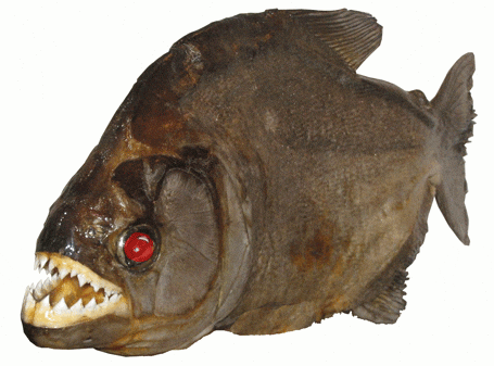 Popular Movie Myths (17 gifs) Popular Movie Myths (17 gifs)