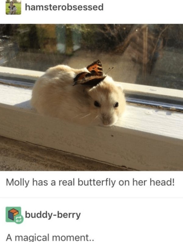 Kind Memes (34 pics)