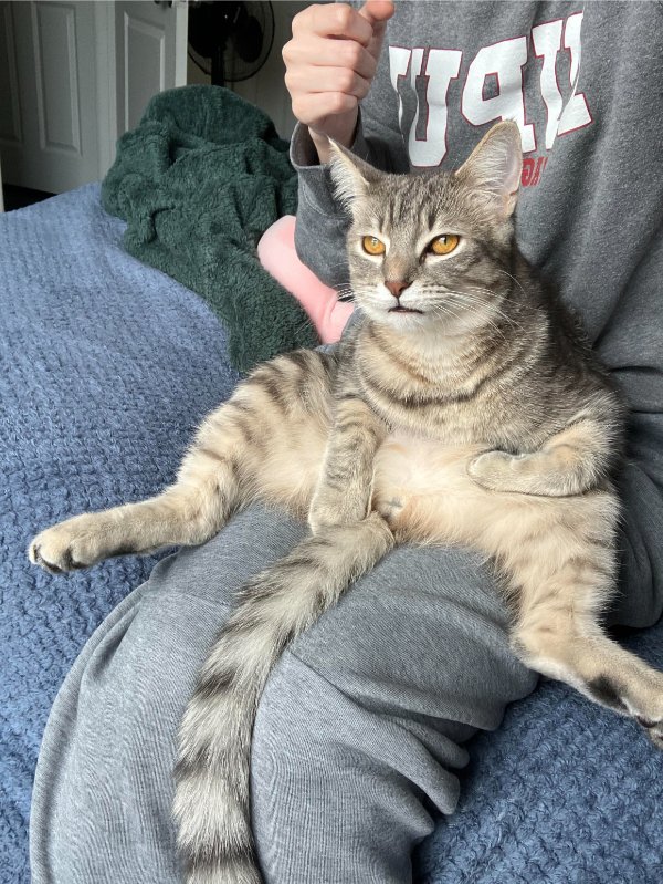 Photos And Memes For Cats Lovers (28 pics)