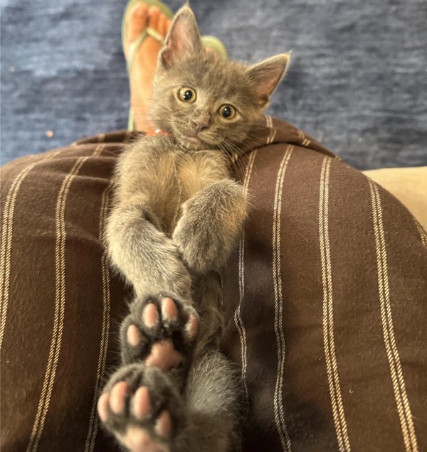 Photos And Memes For Cats Lovers (28 pics)