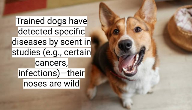 Interesting Facts About Dogs (16 pics)