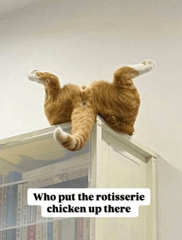 Photos And Memes For Cats Lovers (28 pics)