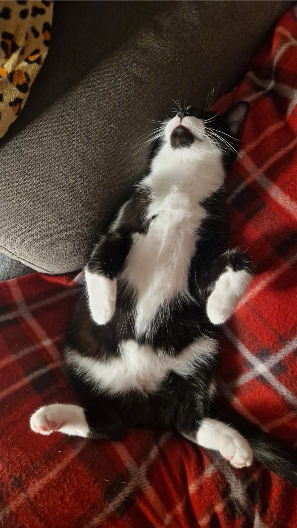 Photos And Memes For Cats Lovers (28 pics)