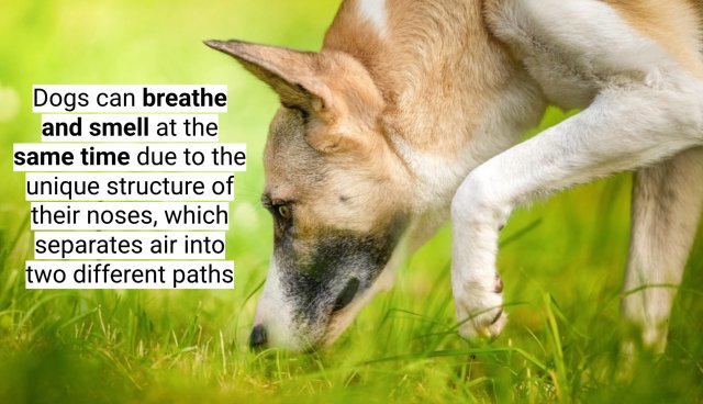 Interesting Facts About Dogs (16 pics)