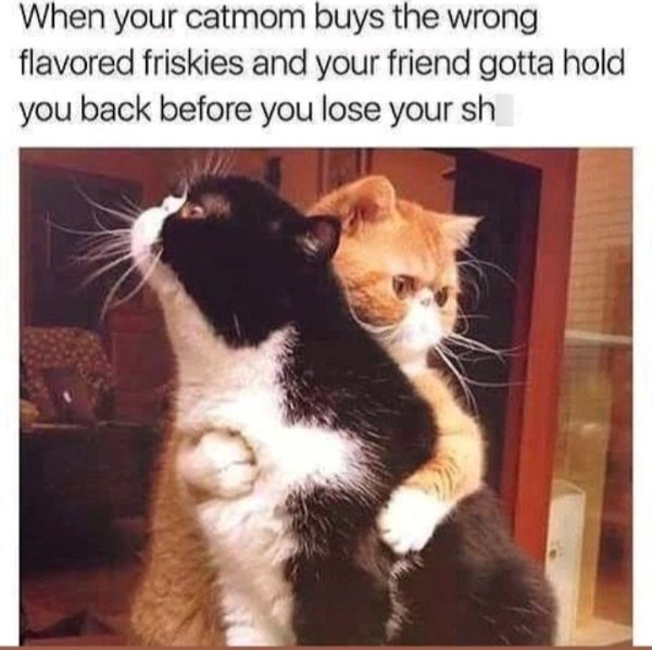 Photos And Memes For Cats Lovers (28 pics)