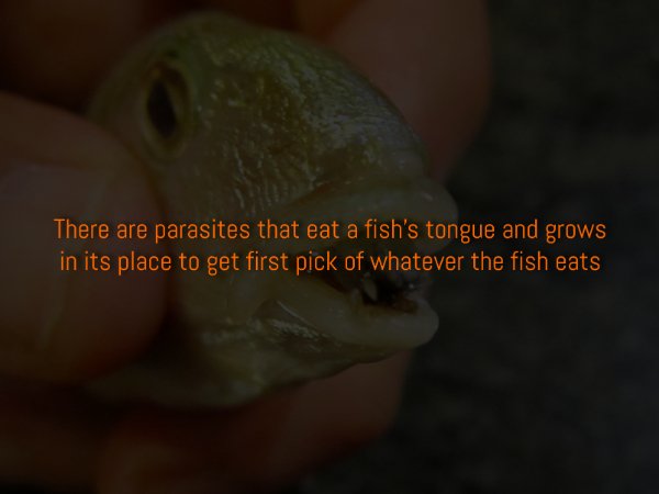 Creepy Facts (15 pics)