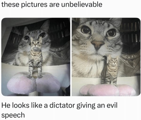 Photos And Memes For Cats Lovers (28 pics)