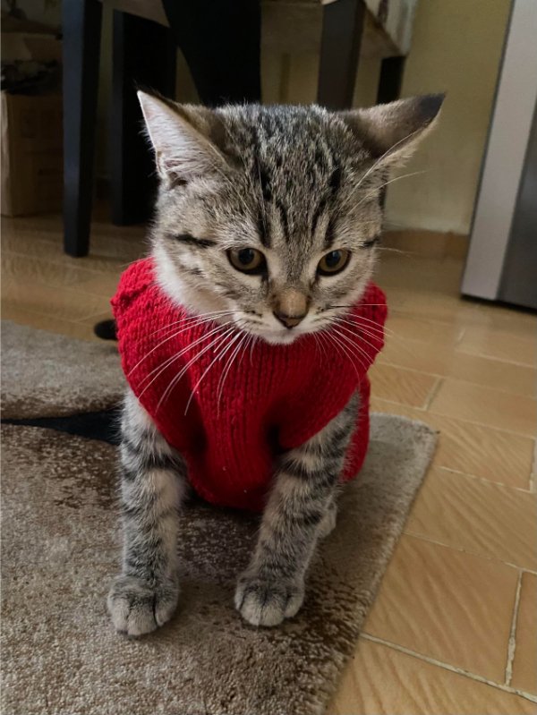 Photos And Memes For Cats Lovers (28 pics)