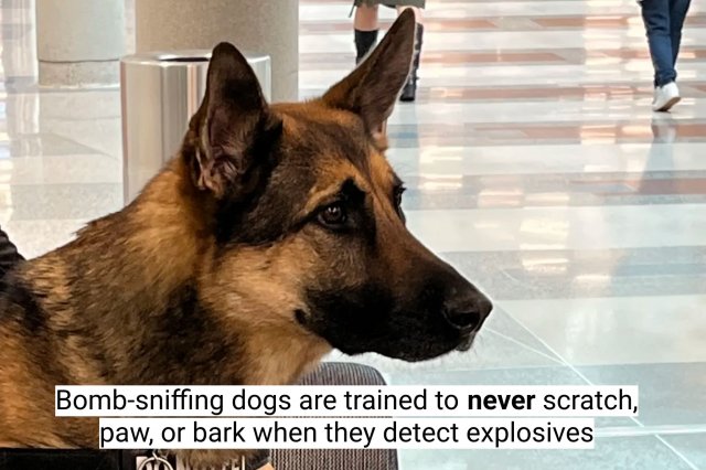 Interesting Facts About Dogs (16 pics)